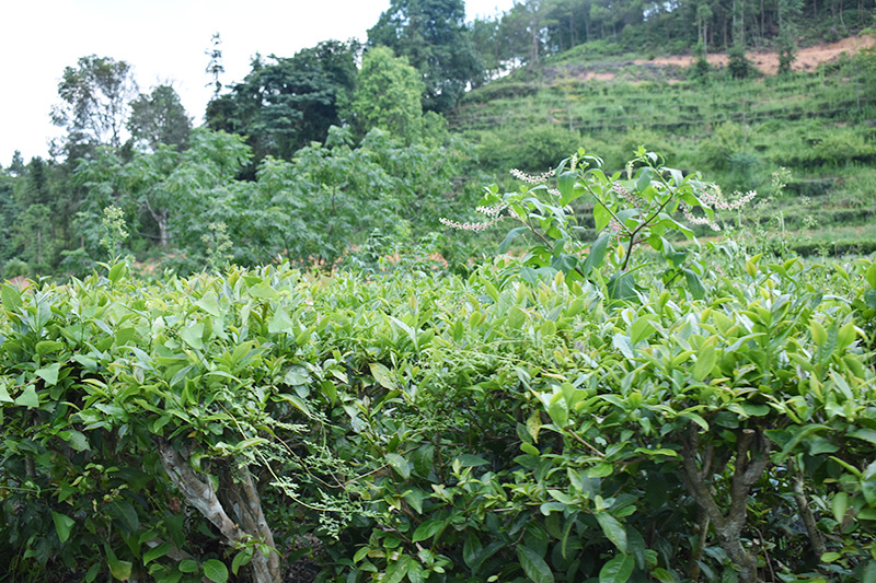 什么茶叶属于绿茶 绿茶的十大品牌
